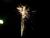 Silvestr 07 045